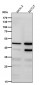 Anti-MyoD1/Myod Rabbit Monoclonal Antibody